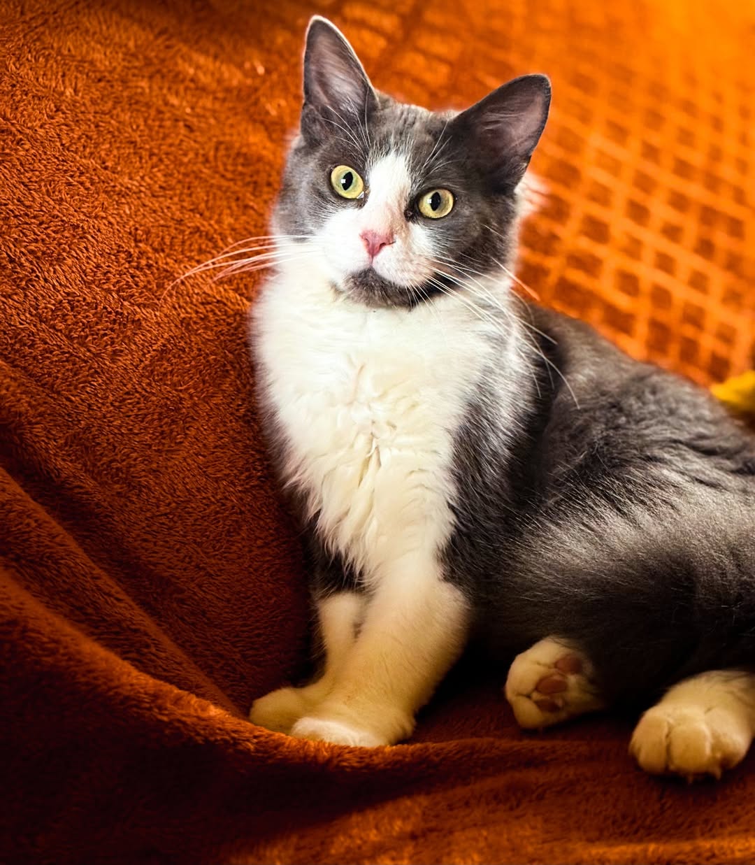 Portrait d’un chat
